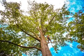 Best Tree Maintenance Programs  in Camanche, IA