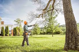 Best Leaf Removal  in Camanche, IA