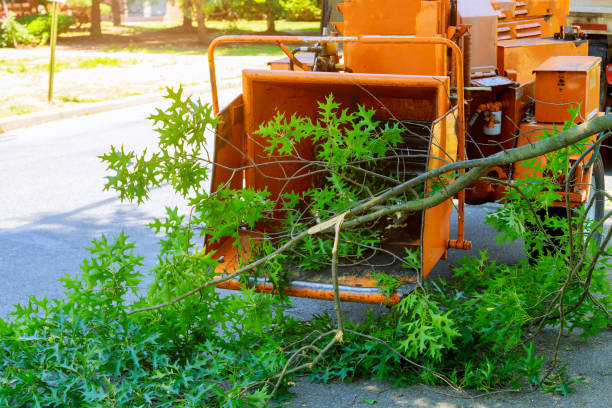 Best Weed Control  in Camanche, IA